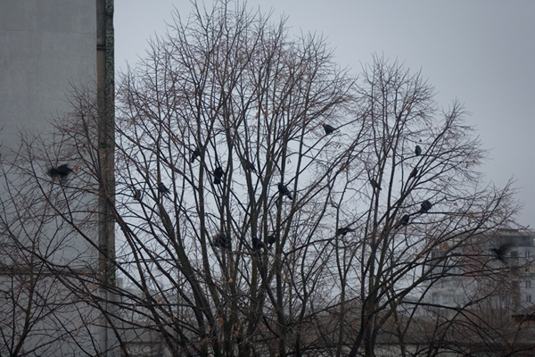 532 :: Ravens